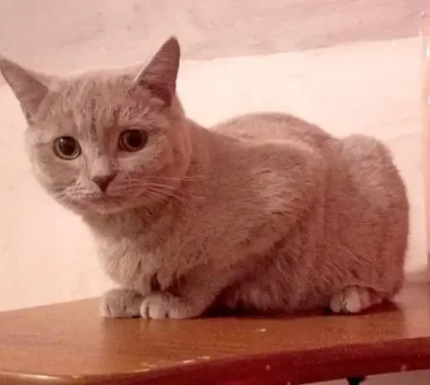 Кот для дома - частное объявление в Тюмень