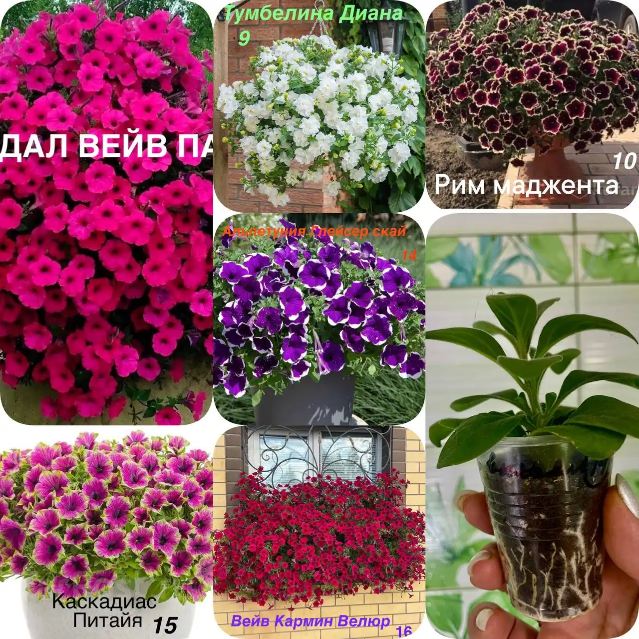 Продажа черенков вегетативной петунии и петунии Тайдал вейв парпл