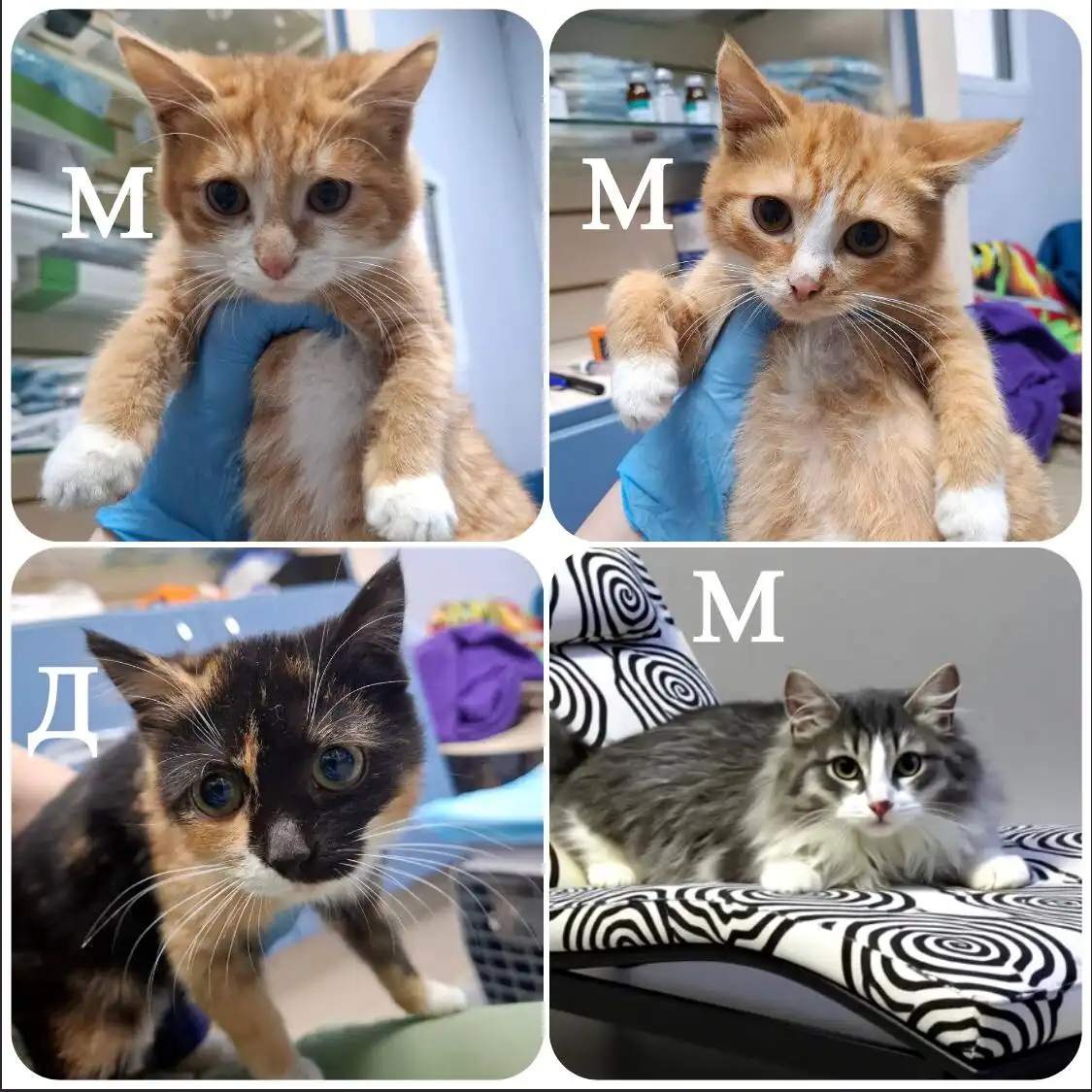 Котята ищут дом