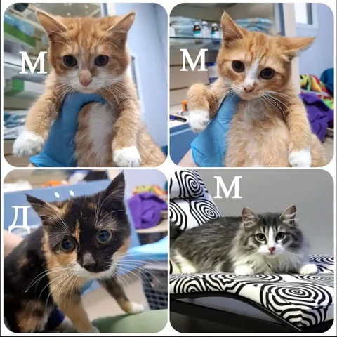 Котята ищут дом - частное объявление в Тюмень