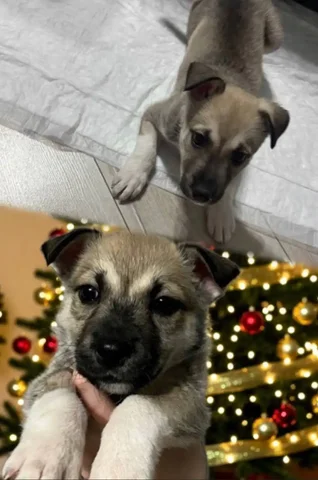 Мальчик Рокки 2-3 месяца ищет дом - частное объявление в Тюмень