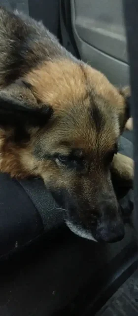 Собака ищет хозяев на Лесопарковой улице - Животные в Тюмень