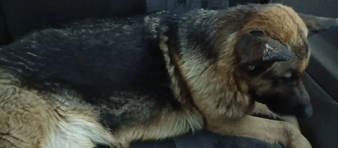 Собака ищет хозяев на Лесопарковой улице