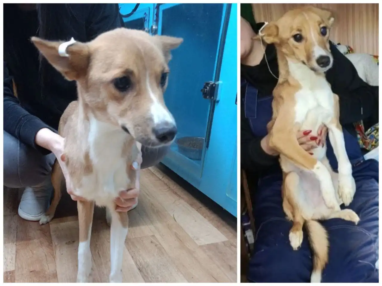 Ищем дом для двух сестричек