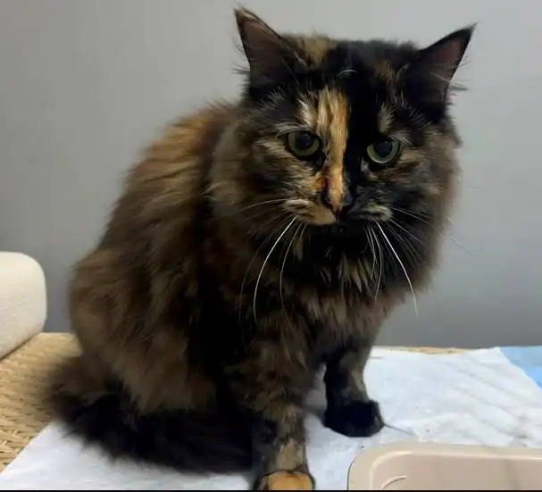 Кошечка Марфуша ищет дом