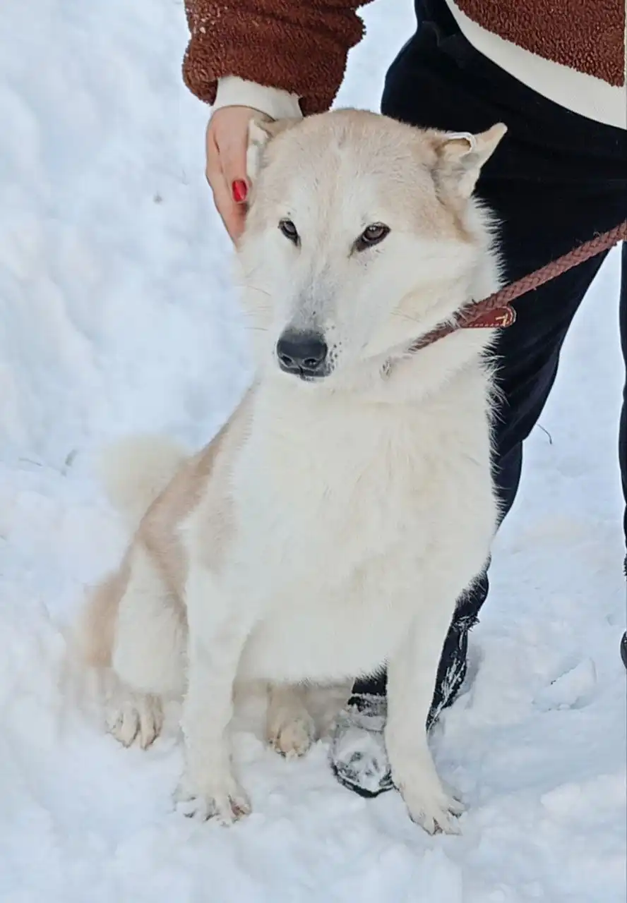 Лайка Туман для усыновления из приюта Тюмень