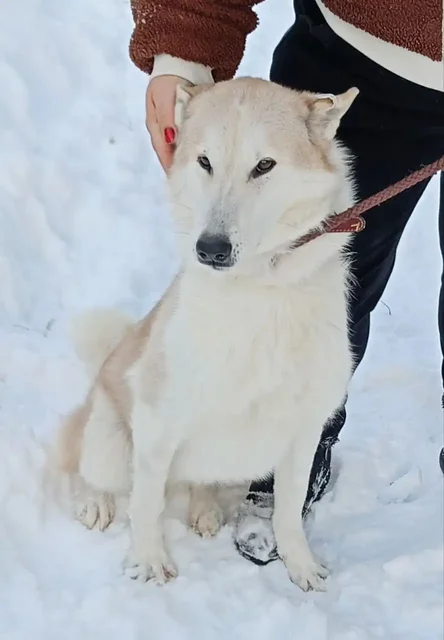 Лайка Туман для усыновления из приюта Тюмень - Животные в Тюмень