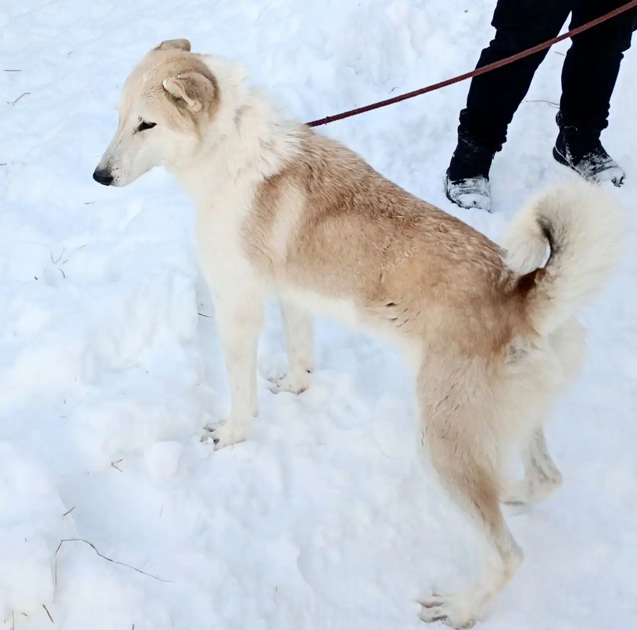 Лайка Туман для усыновления из приюта Тюмень