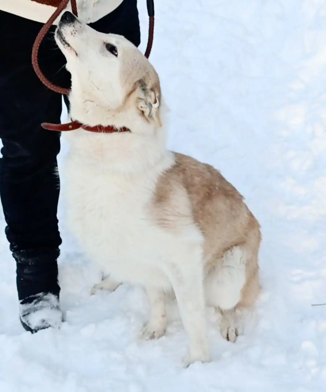Лайка Туман для усыновления из приюта Тюмень