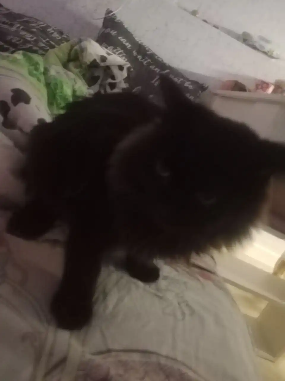 Отдаю котёнка мальчика в добрые руки