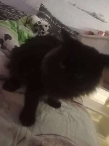 Отдаю котёнка мальчика в добрые руки - Животные в Тюмень