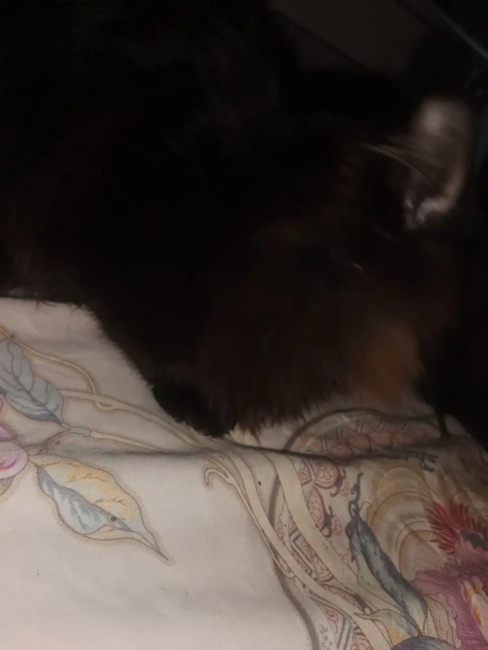 Котенок в Тюмени