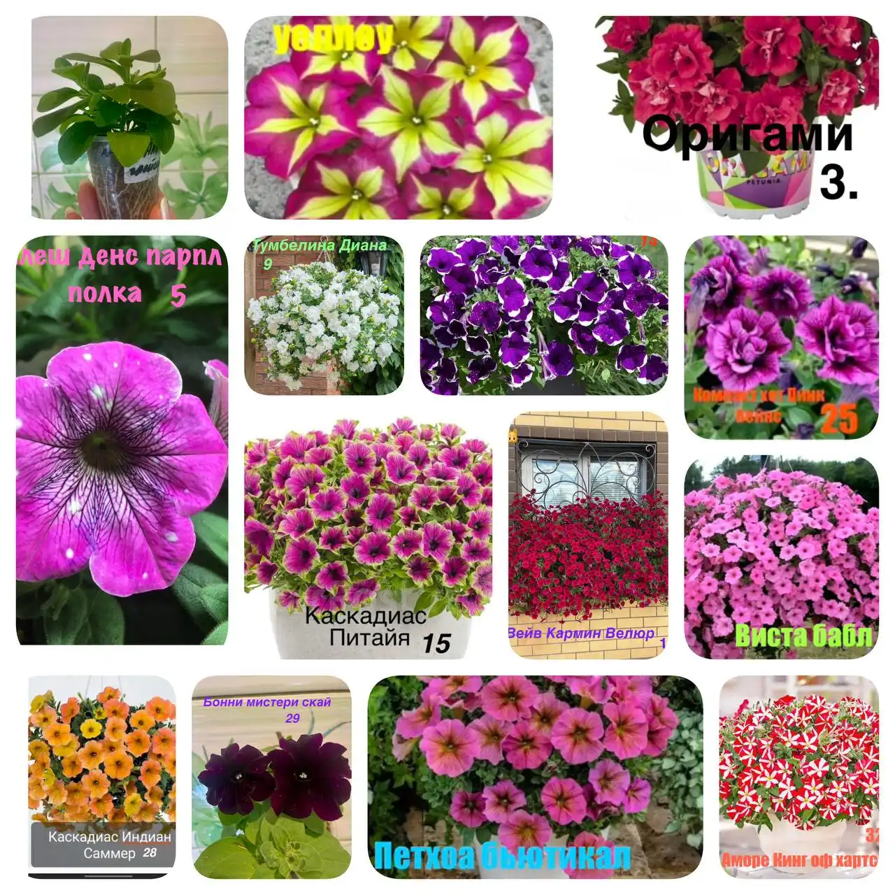 Продажа укорененных черенков петунии и других растений