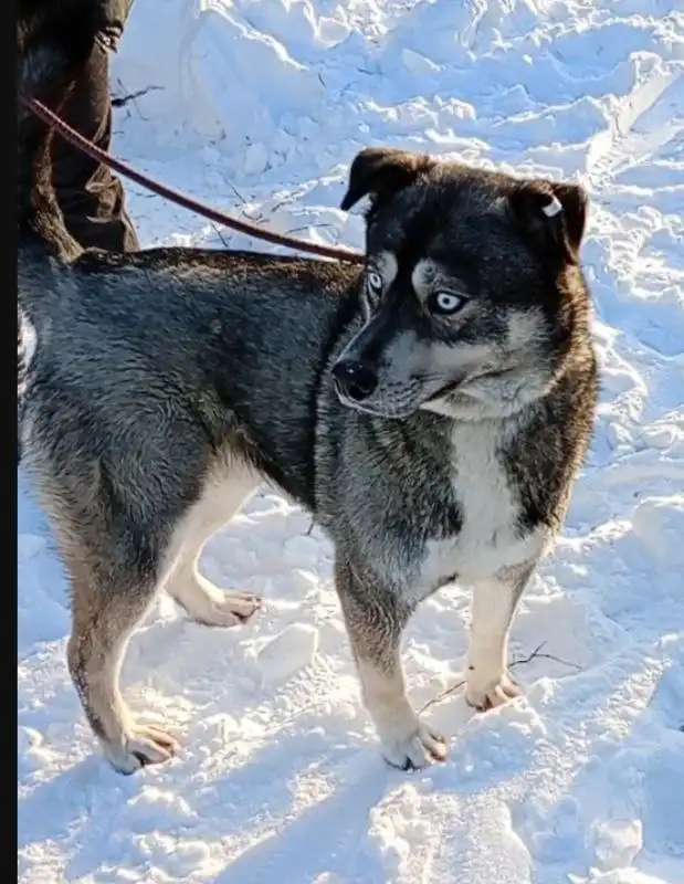 Адам, пёс с глазами ангела