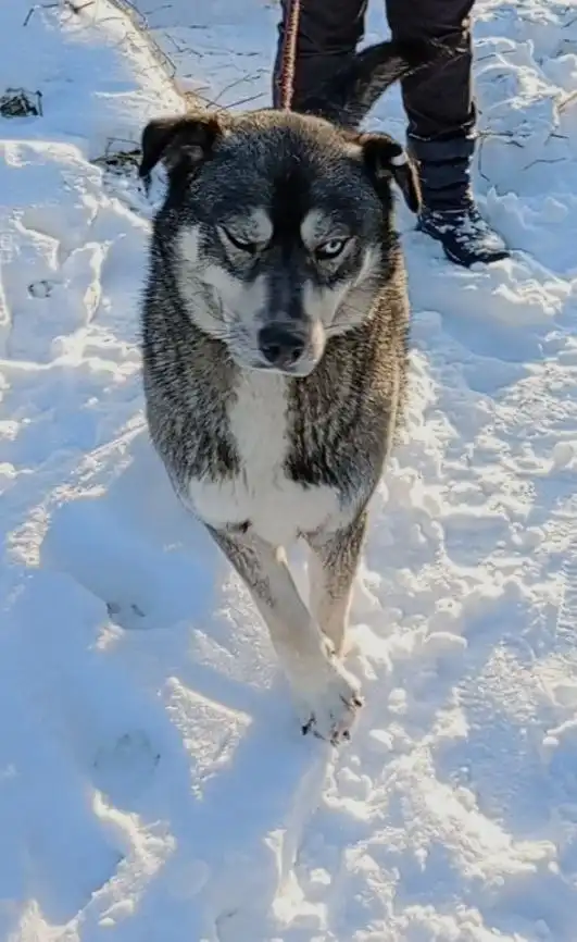 Адам, пёс с глазами ангела