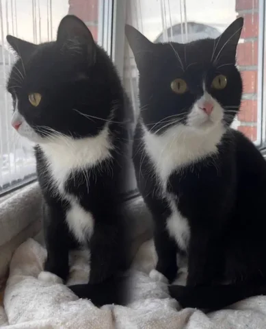 Кошка Мия в добрые руки - Животные в Тюмень