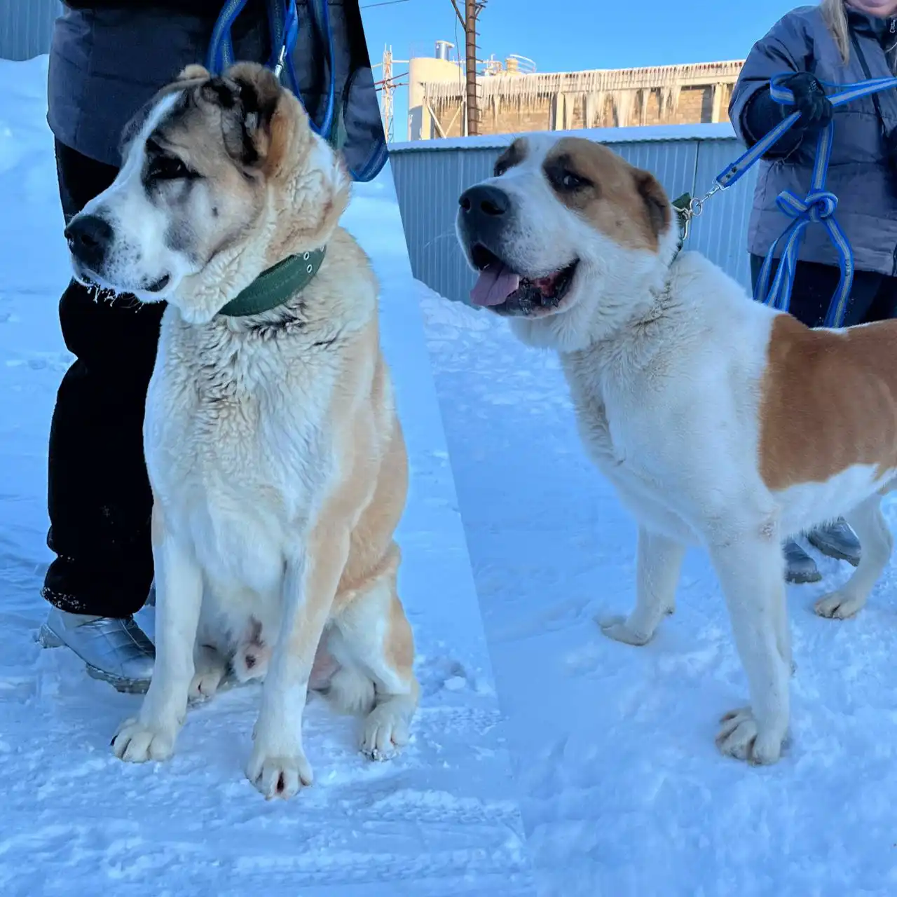 Алабаи ищут дом