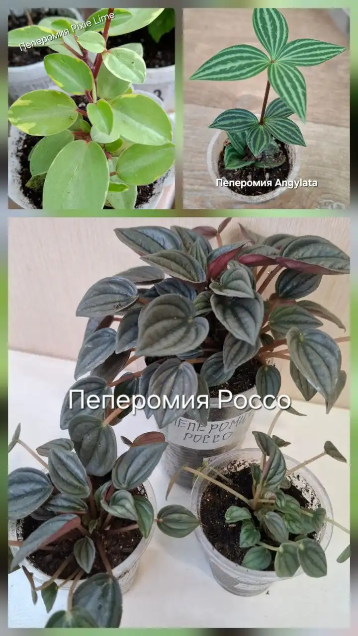 Продажа пеперомии в Тюмени