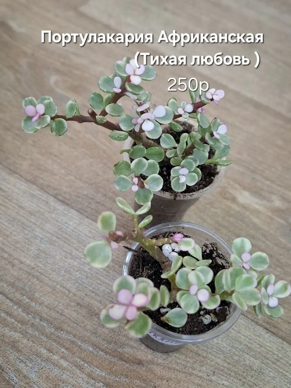 Продажа пеперомии в Тюмени