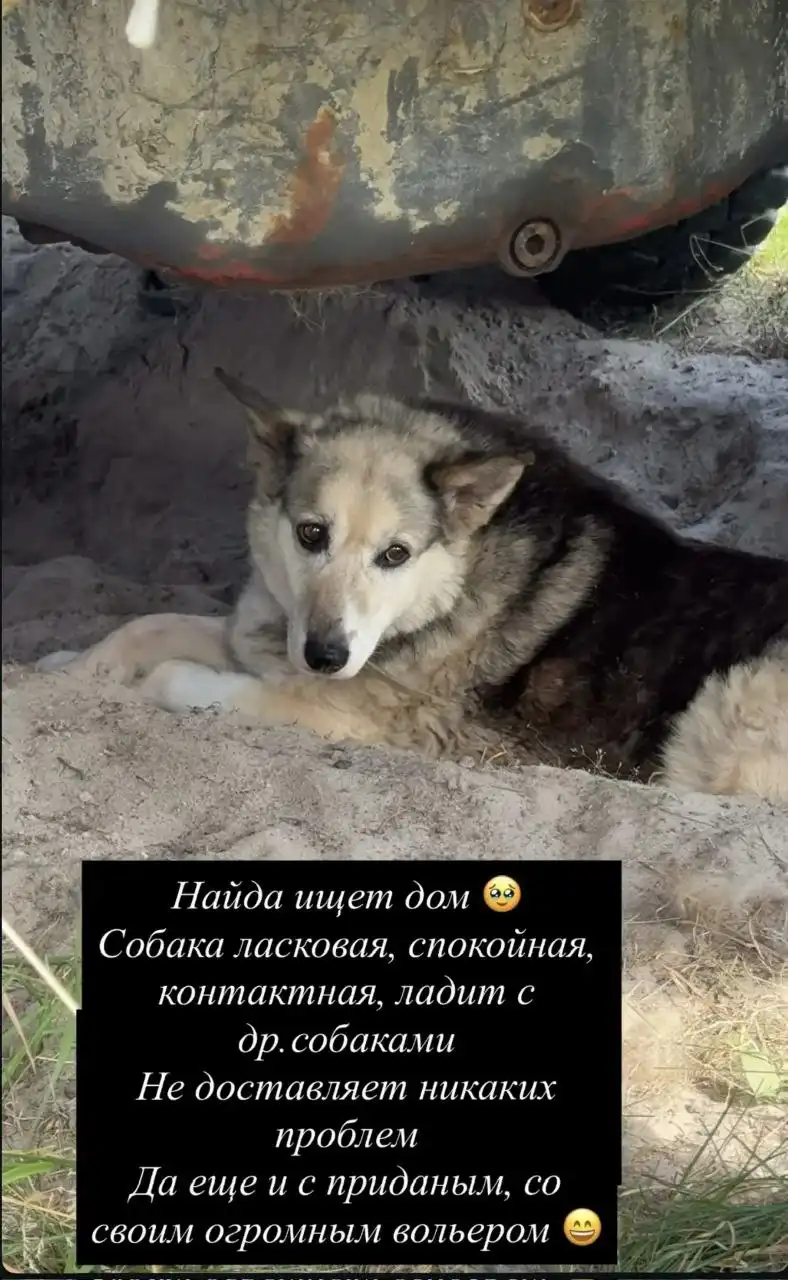 Найда ищет добрые руки