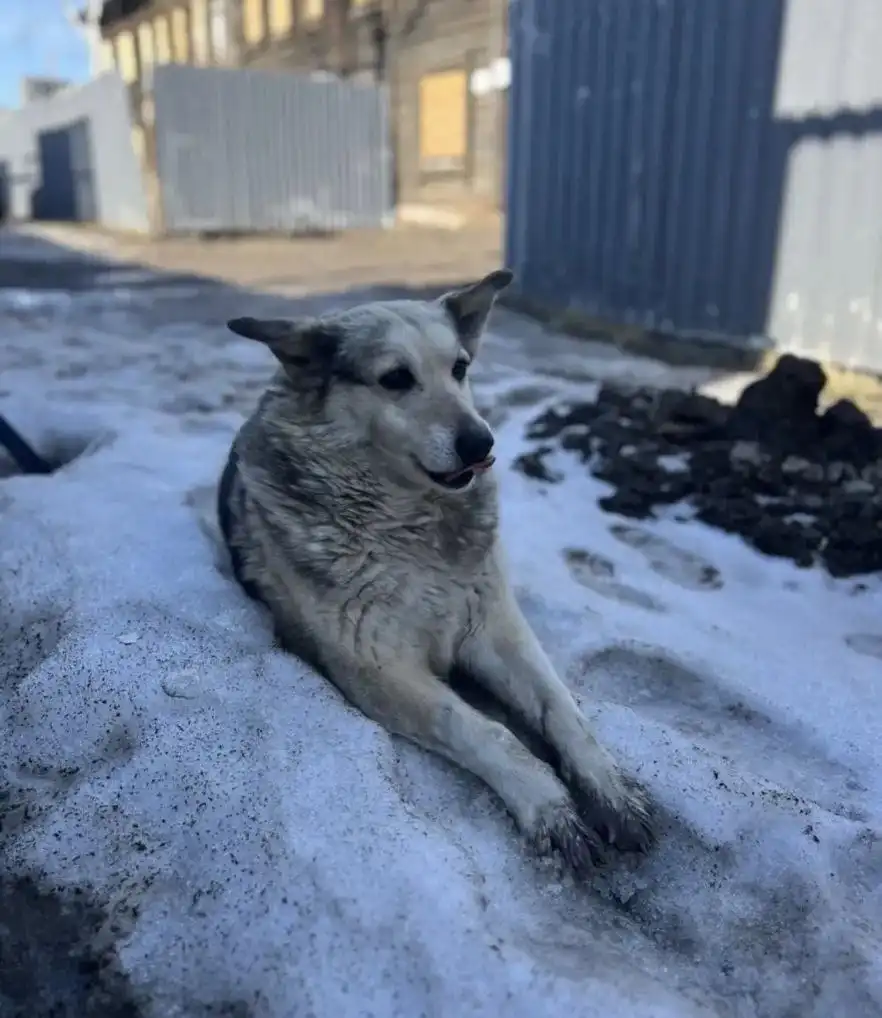 Найда ищет добрые руки