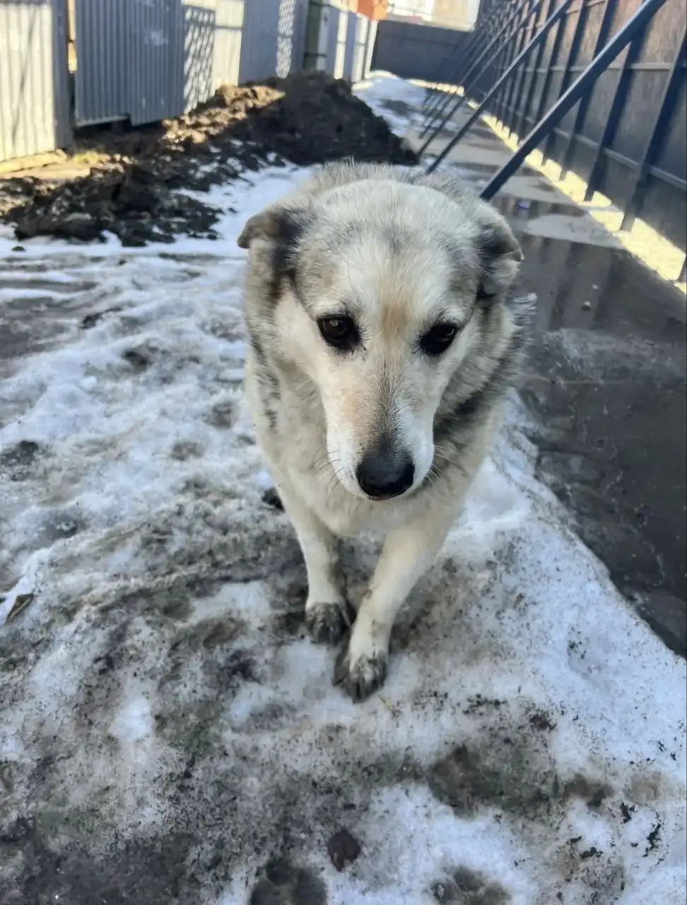 Найда ищет добрые руки