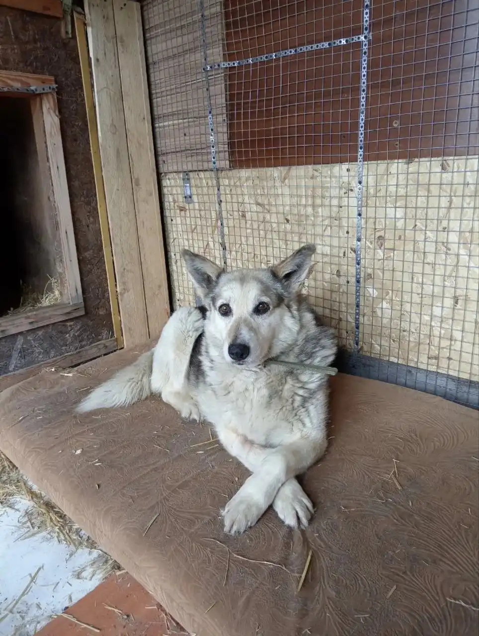 Найда ищет добрые руки