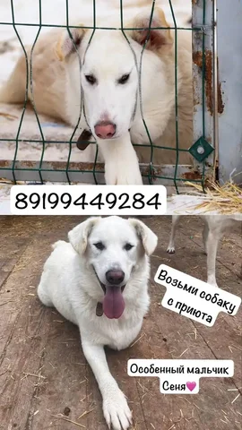 Кобель Сеня с тремя лапками - Собаки в Тюмень