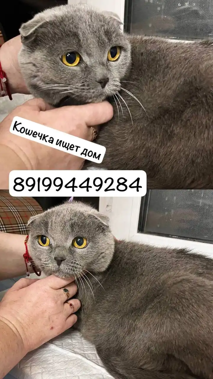 Кошка ищет хозяев - Кошки (Животные) в Тюмень