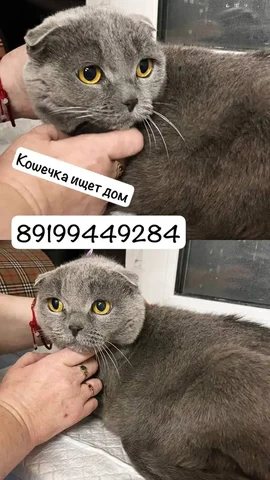 Кошка ищет хозяев - Кошки в Тюмень