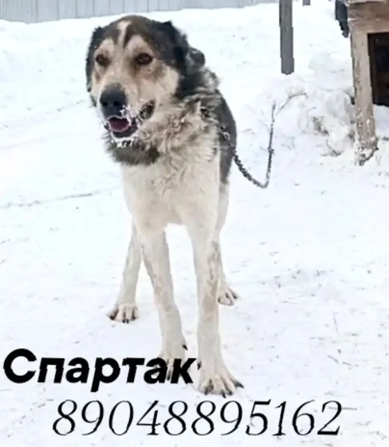 Ищем дом для алабая - Собаки в Тюмень