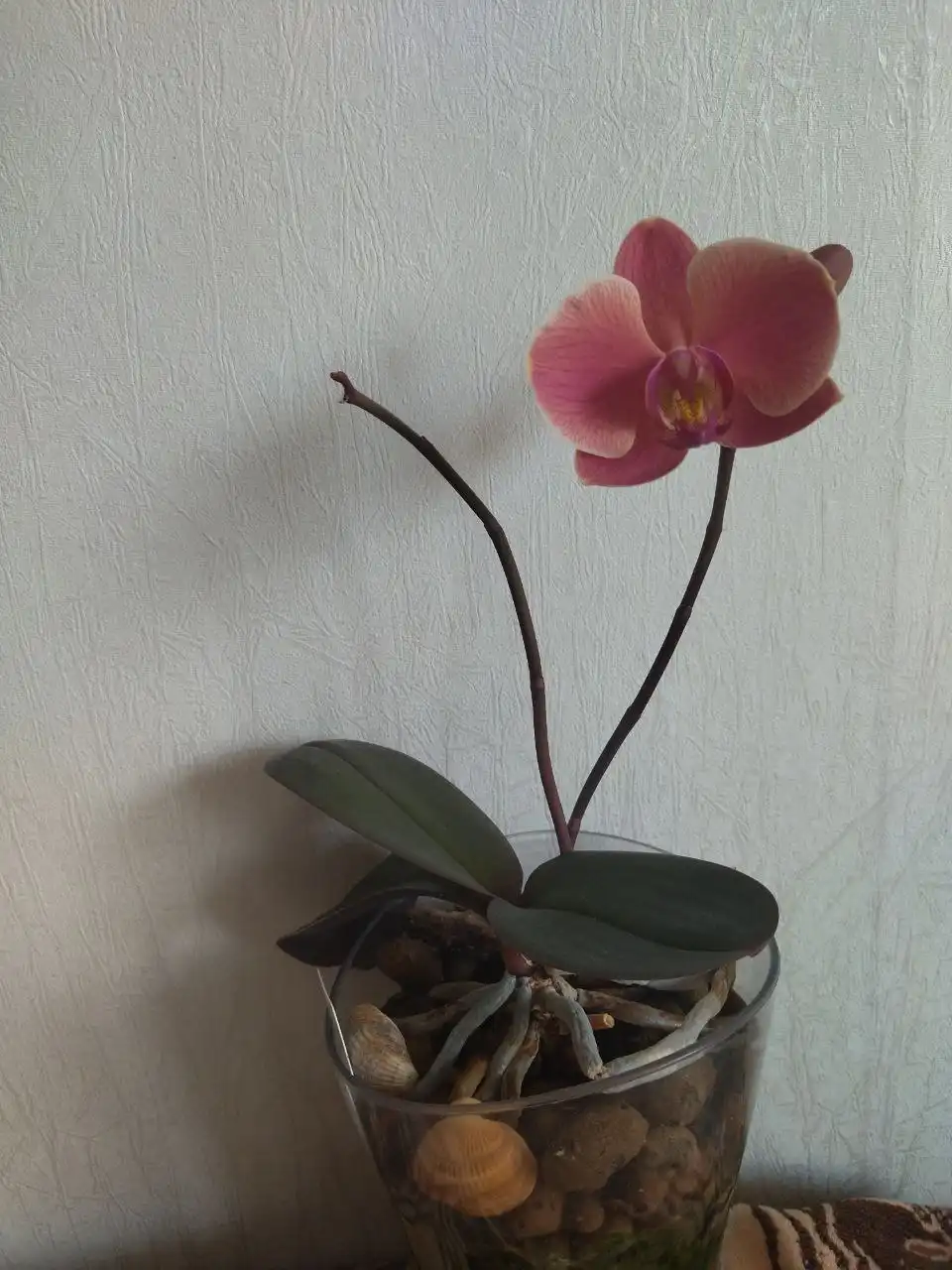 Детская коляска-трансформер в Тюмени - Детские коляски (Товары для детей) в Тюмень