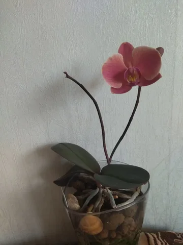 Детская коляска-трансформер в Тюмени - Самокаты в Тюмень