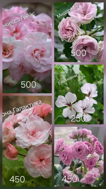 Продажа укорененных черенков пеларгоний - Самокаты и велосипеды в Тюмень