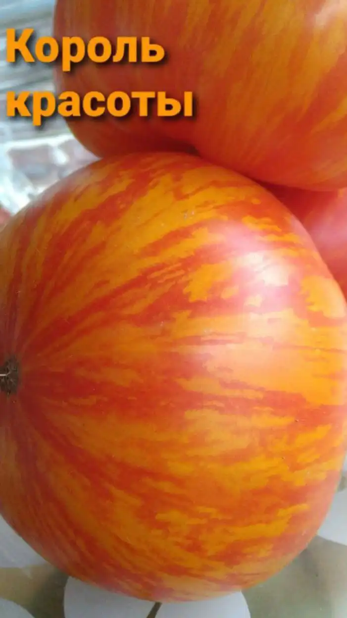 Коллекционные семена томатов - Семена и саженцы (Хобби и отдых) в Тюмень