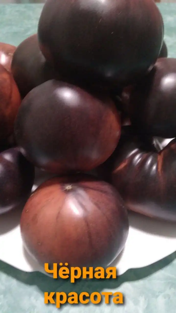 Коллекционные семена томатов - Семена и саженцы (Хобби и отдых) в Тюмень