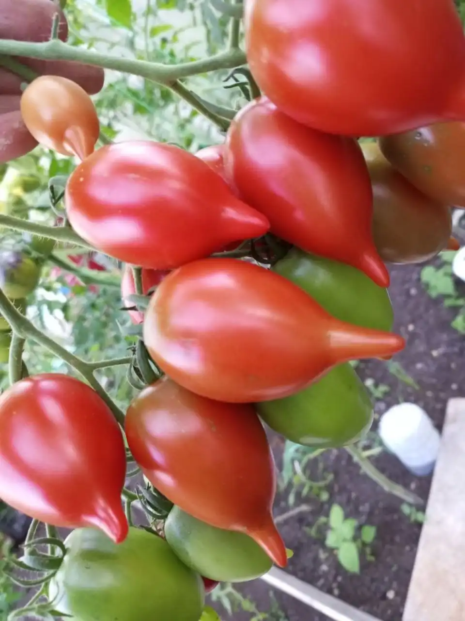 Коллекционные семена томатов - Семена и саженцы (Хобби и отдых) в Тюмень