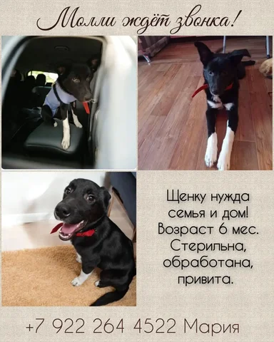 Продажа собаки Молли - Товары для животных в Тюмень