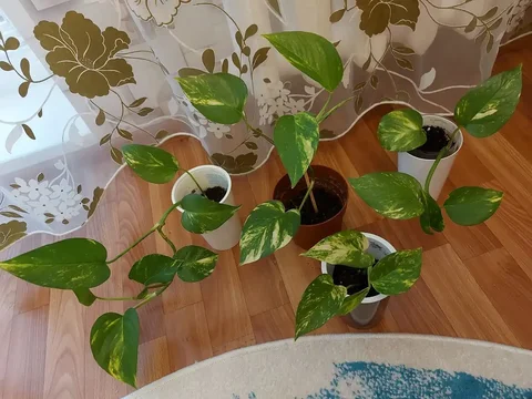 Эпипремнум золотистый - Холодильники в Тюмень