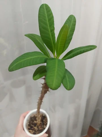 Кактус молочай Миля красного цвета - Ручная работа в Тюмень