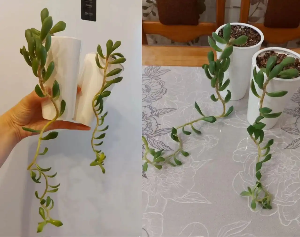 Суккулент Анакампсерос санрайз - Растения (Хобби и отдых) в Тюмень