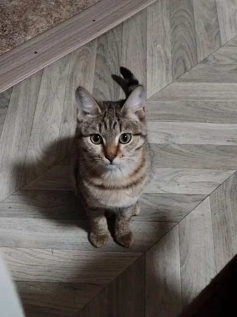 Ищем дом для двух кошек - Товары для животных в Тюмень