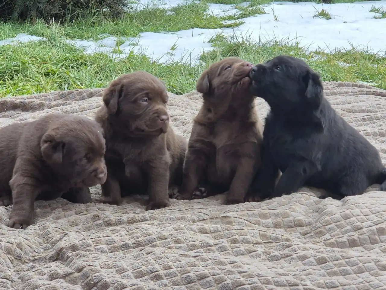 Щенки лабрадора от шоколадных родителей - Собаки (Животные) в Тюмень