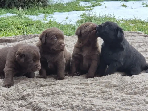 Щенки лабрадора от шоколадных родителей - частное объявление в Тюмень