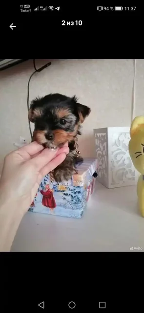 Щенки йоркширского терьера мини - частное объявление в Тюмень