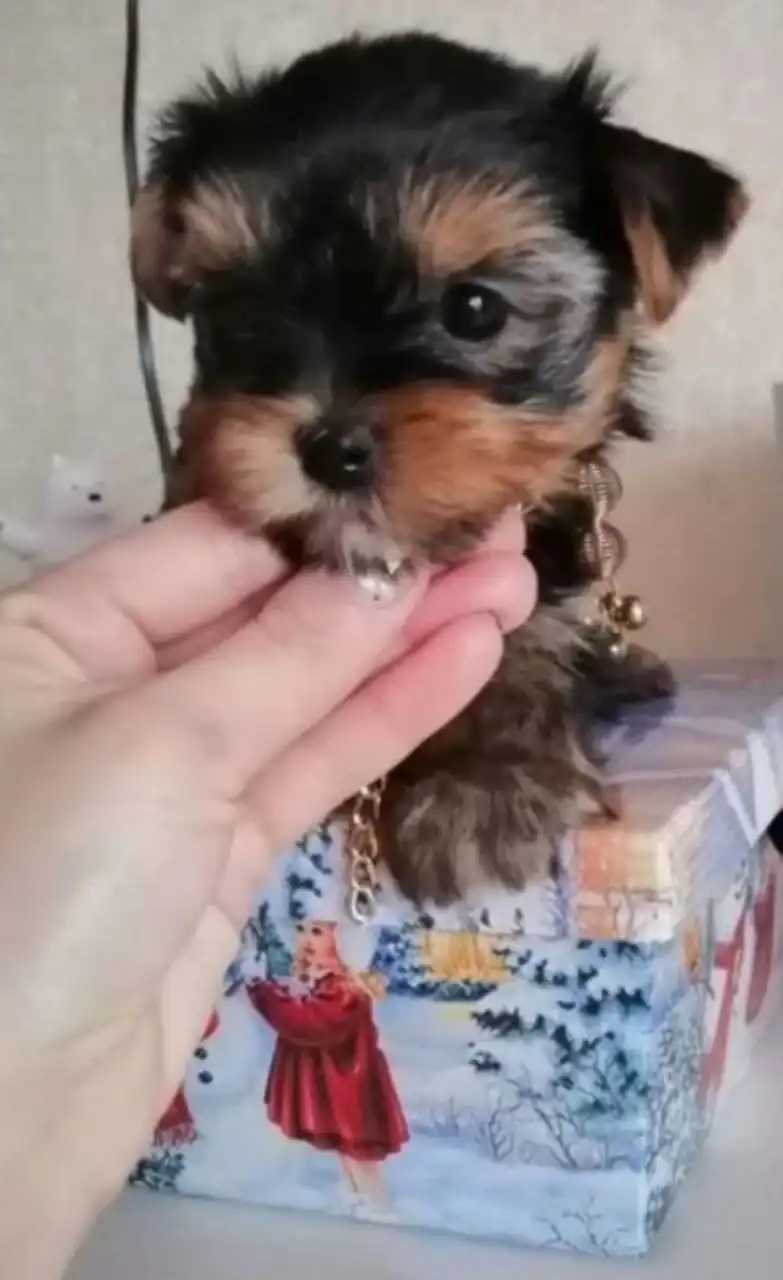 Щенки йоркширского терьера мини - Собаки (Животные) в Тюмень