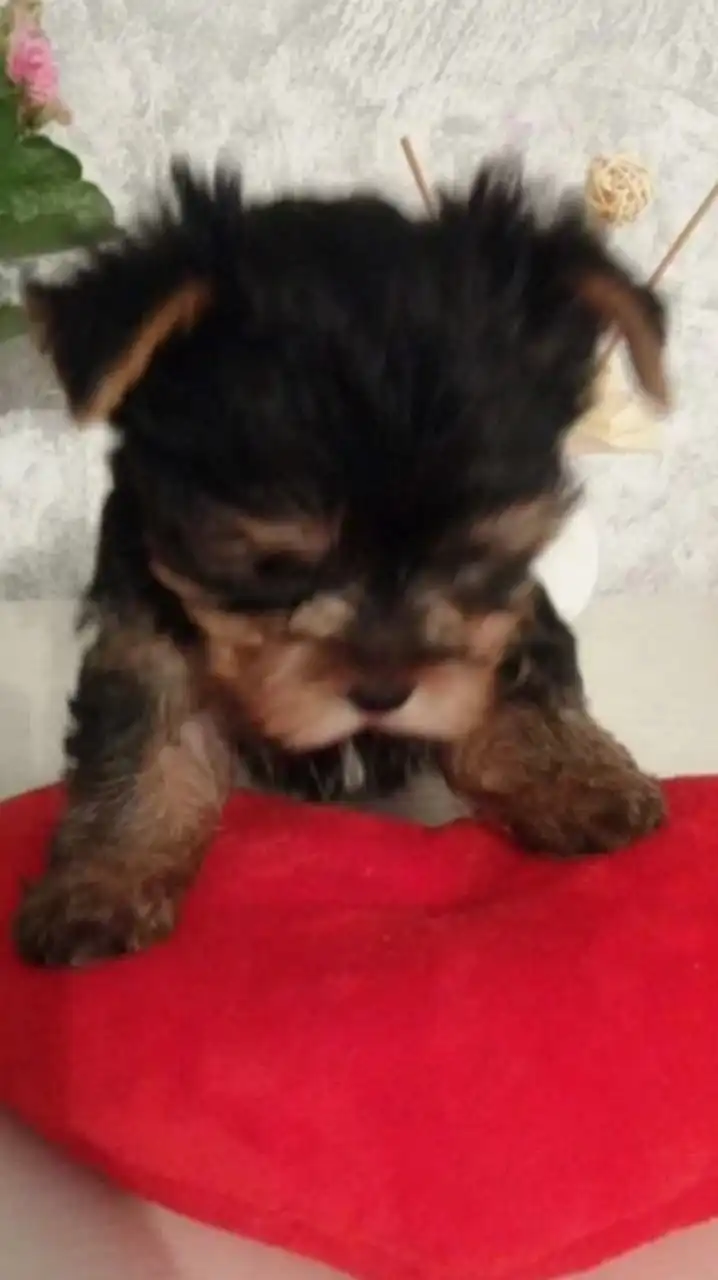 Щенки йоркширского терьера мини - Собаки (Животные) в Тюмень