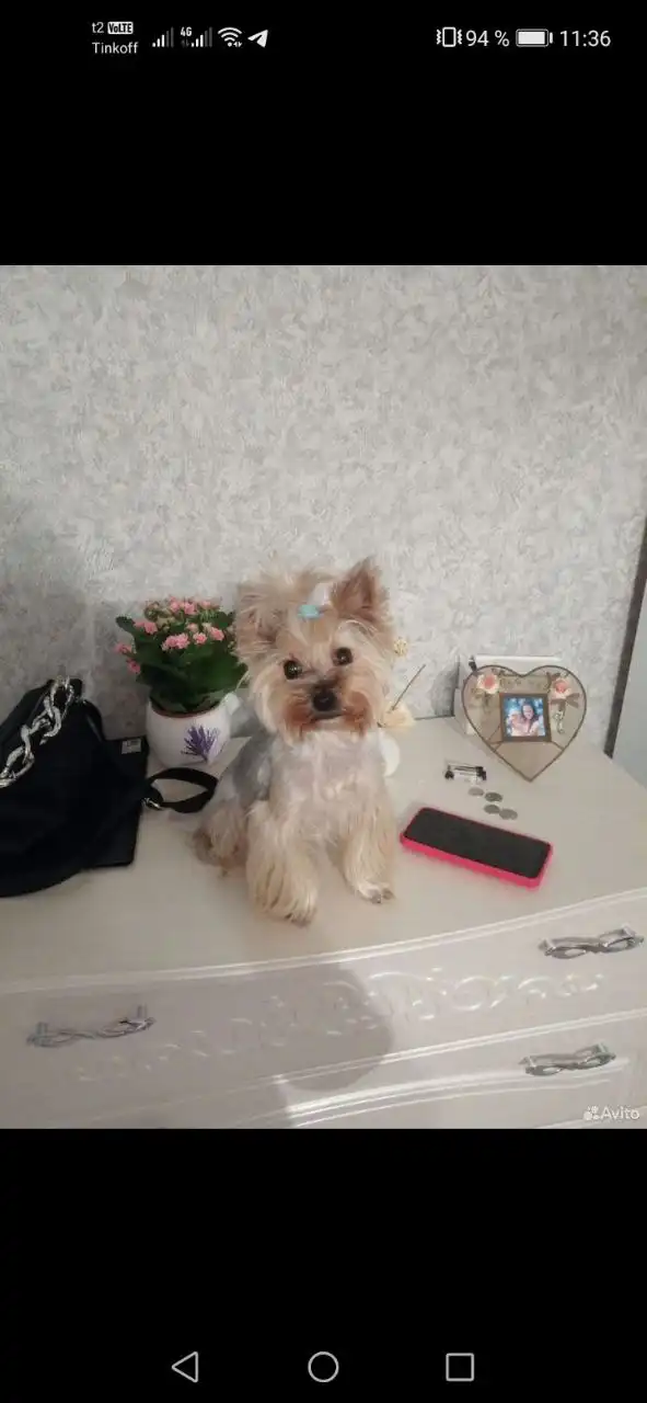 Щенки йоркширского терьера мини - Собаки (Животные) в Тюмень