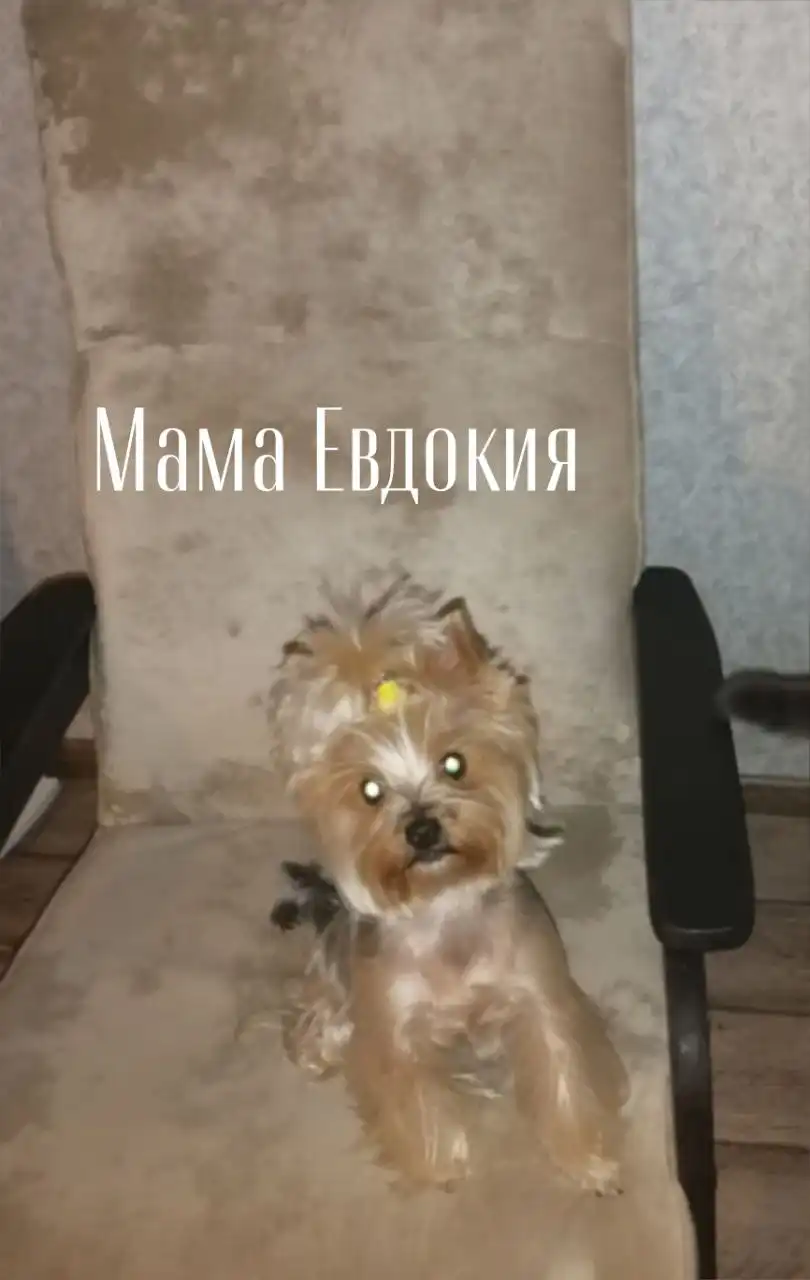 Щенки йоркширского терьера мини - Собаки (Животные) в Тюмень