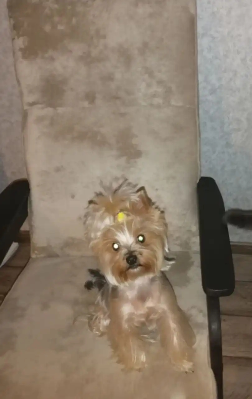 Щенки йоркширского терьера мини - Собаки (Животные) в Тюмень